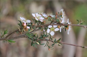 Heath-Teatree-with-flowers-buds-andleaves-showing