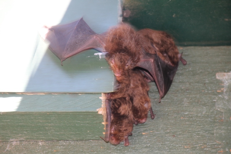 bat flying-away-from-roost-behind-fascia-board