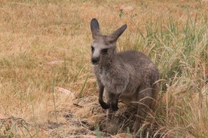 young-eastern-grey-joey-sitting-in-long-grass