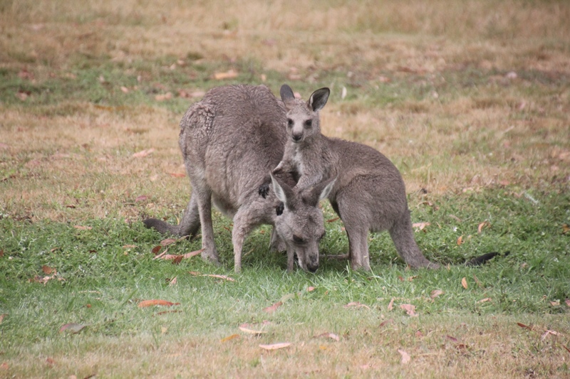 eastern-grey-joey-wrestling-with-its-mother