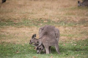 eastern-grey-joey-wrestling-with-its-mother