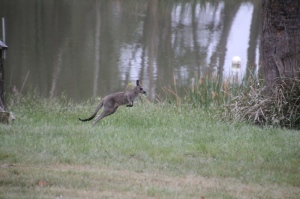 Eastern-Grey-Kangaroo-joey--in-mid-leap