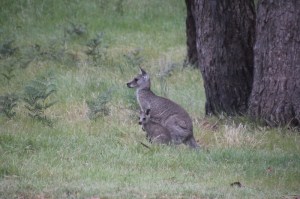 Female-Eastern-Grey-Kangaroo-and-Joey