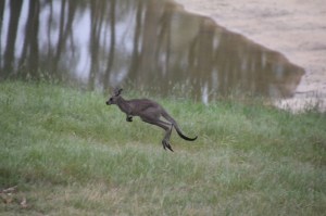 Eastern-Grey-Kangaroo-Joey-jumping-stop-motion