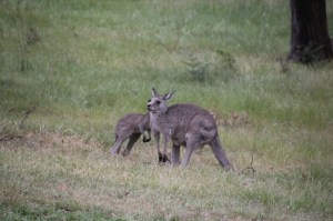 Female-Eastern-Grey-Kangaroo-and-joey