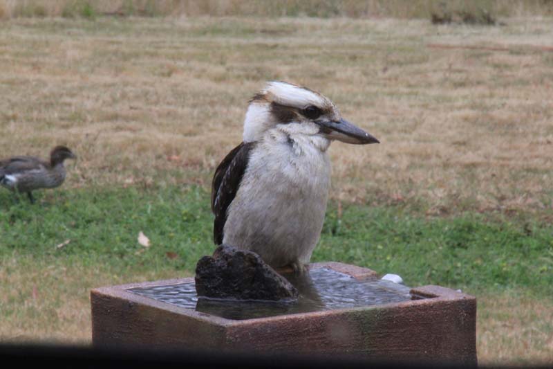 kookaburra-sitting-on-water-feature-close-up-photograph