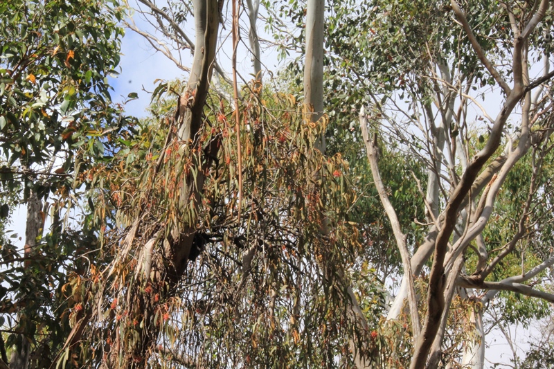 drooping-mistletoe-in-eucalypt.