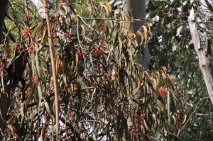 red-drooping-mistletoe-flowers-and-leaves