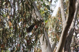 red-wattlebird-feeding-on-red-mistletoe-flowers