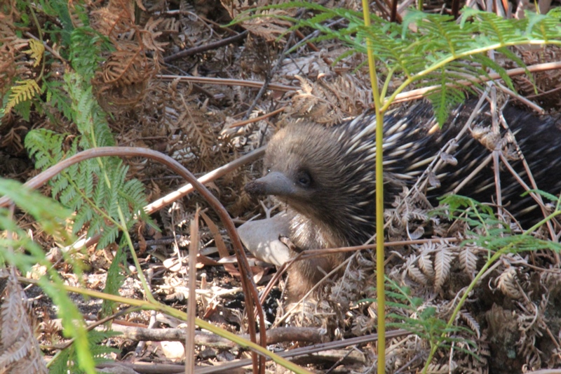 Rambling Around: An Echidna&nbsp;Encounter