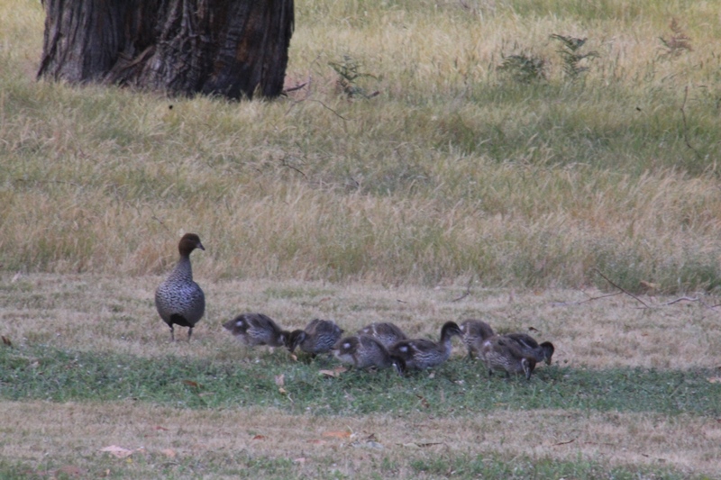 male-Australian-Wood-Duck with-eight-ducklings