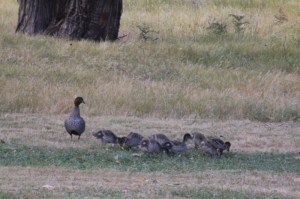 male-Australian-Wood-Duck with-eight-ducklings