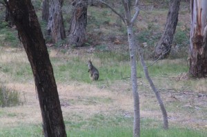 Swamp-Wallaby-Female-With-Joey