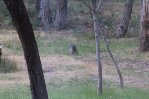 Female-Swamp-Wallaby-moving-over-grass