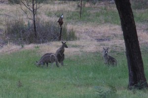 thee-young-male-eastern-grey-kangaroos-eating-grass