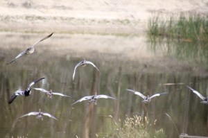 Nine Australian-Wood-Ducks-flying-to-a-dam