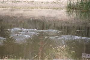Nine-Australian-Wood-Ducks-landing-on-the dam