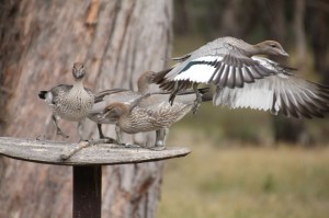 Australian-Wood-Duckling-with wings-extended-in-flight.