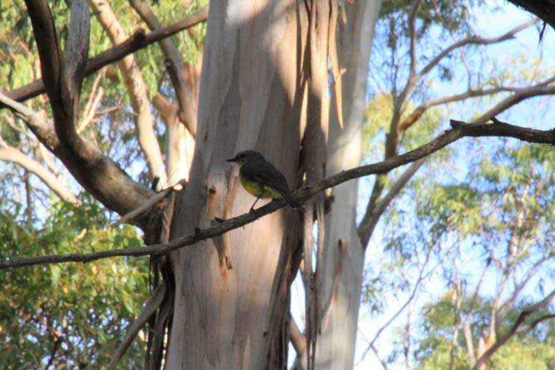 Eastern-yellow-robin-sitting-in-fork-of tree-insunshine