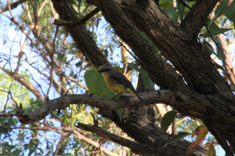 Eastern Yellow Robin(Eopsaltria australis)