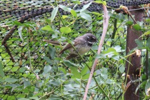 Grey-fantail-in-cat-enclosure-sitting--on-banksia-rose-stem