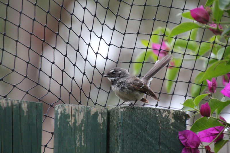 A Better View: Grey Fantail