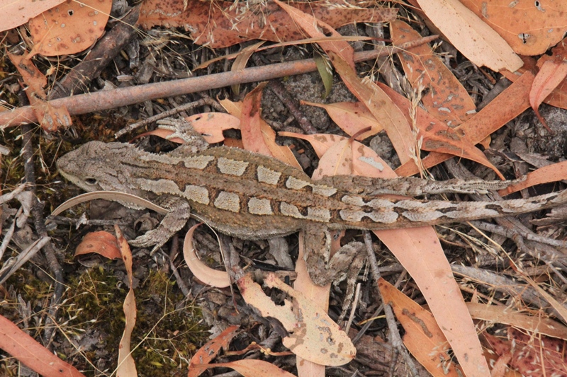 Jacky-Dragon-in-bushland-on-ground-with-leaf-litter