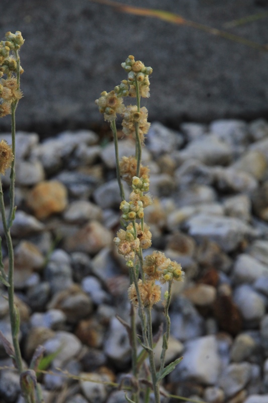 Jersey-Cudweed-growing-in-gravel-in-back-yard