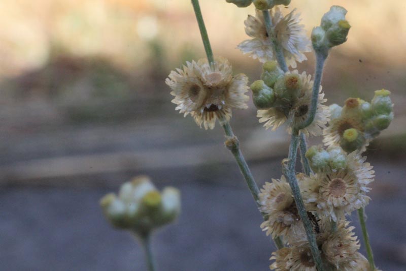 Jersey Cudweed (Pseudognaphalium luteoalbum)