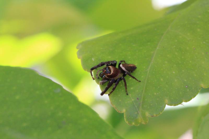 jumping-spider-on-bright-green-leaf