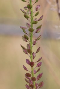 close-up -of-unidentified-seed-head.