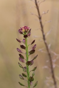 macro-shot-of-unidentified-plant-seed-head-or-bract