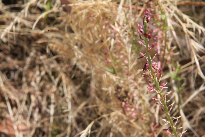 shot-of-unidentified-plant-seed-head-or-bract