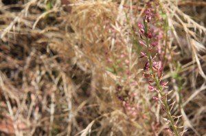 shot-of-unidentified-plant-seed-head-or-bract