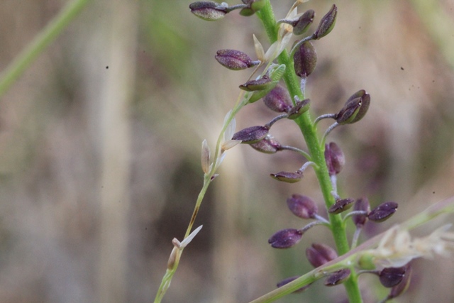 shot-of-unidentified-plant-seed-head-or-bract