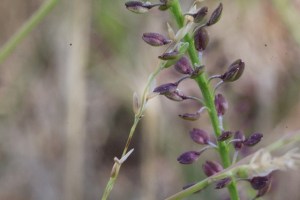 shot-of-unidentified-plant-seed-head-or-bract