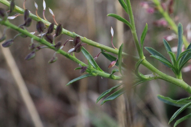 unidentified plant-showing close-up-of-seed-dead