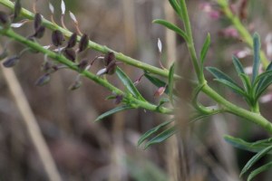 unidentified plant-showing close-up-of-seed-dead