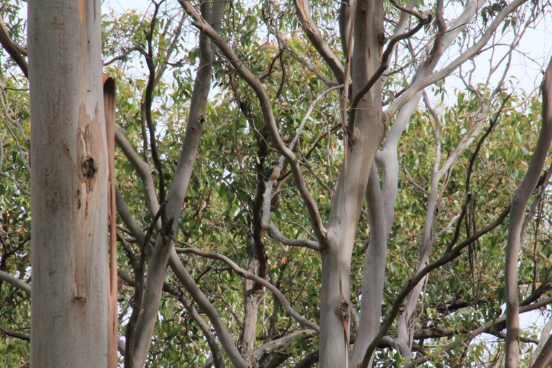Sacred-kingfisher-sitting-on-branch-in-bushland-setting