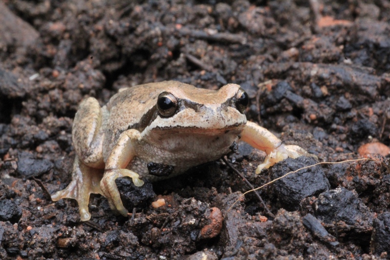 Southern-Brown-Tree-Frog
