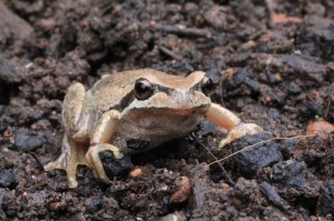 Southern-Brown-Tree-Frog