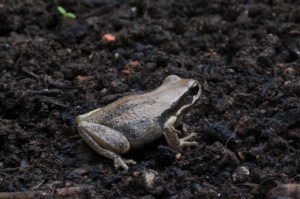 Southern-brown-tree-frog-viewed-from-the-side