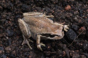 southern-brown-tree-frog-viewed-from-above