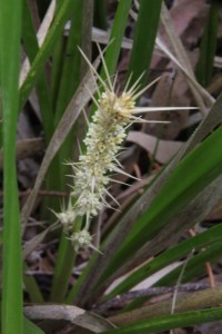 white-spiny-headed-mat-rush-flower
