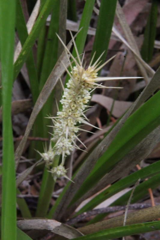 Spiny-headed Mat-rush (Lomandra&nbsp;longifolia)