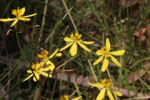 Yellow-Rush-lily-showing-petals=ad=fluffy-stamens