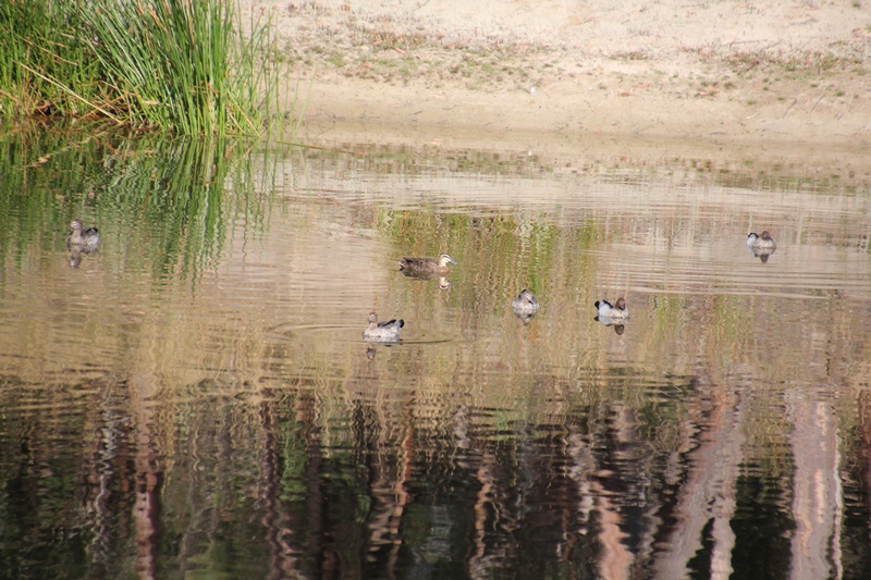 Beautiful-reflection-on-surface-of-water-with-ducks-swimming