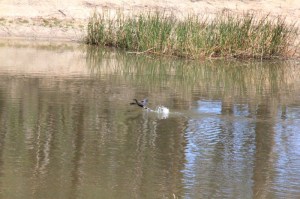 Little-Pied-Cormorant-Taking-Off-From-Surface-Of-The-dam