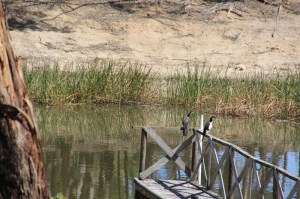 Pair-of-Little-Pied-Cormorants-Resting-On-Dam-Jetty