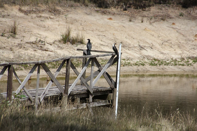 Pair-of-little-pied-cormorants-sitting-ona-dam-jetty